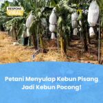 Petani Menyulap Kebun Pisang Jadi Kebun Pocong
